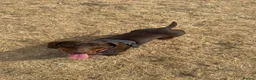 Dachshund dogs for sale: Female Dachshund for Sale - 1 Years old - Advert 2