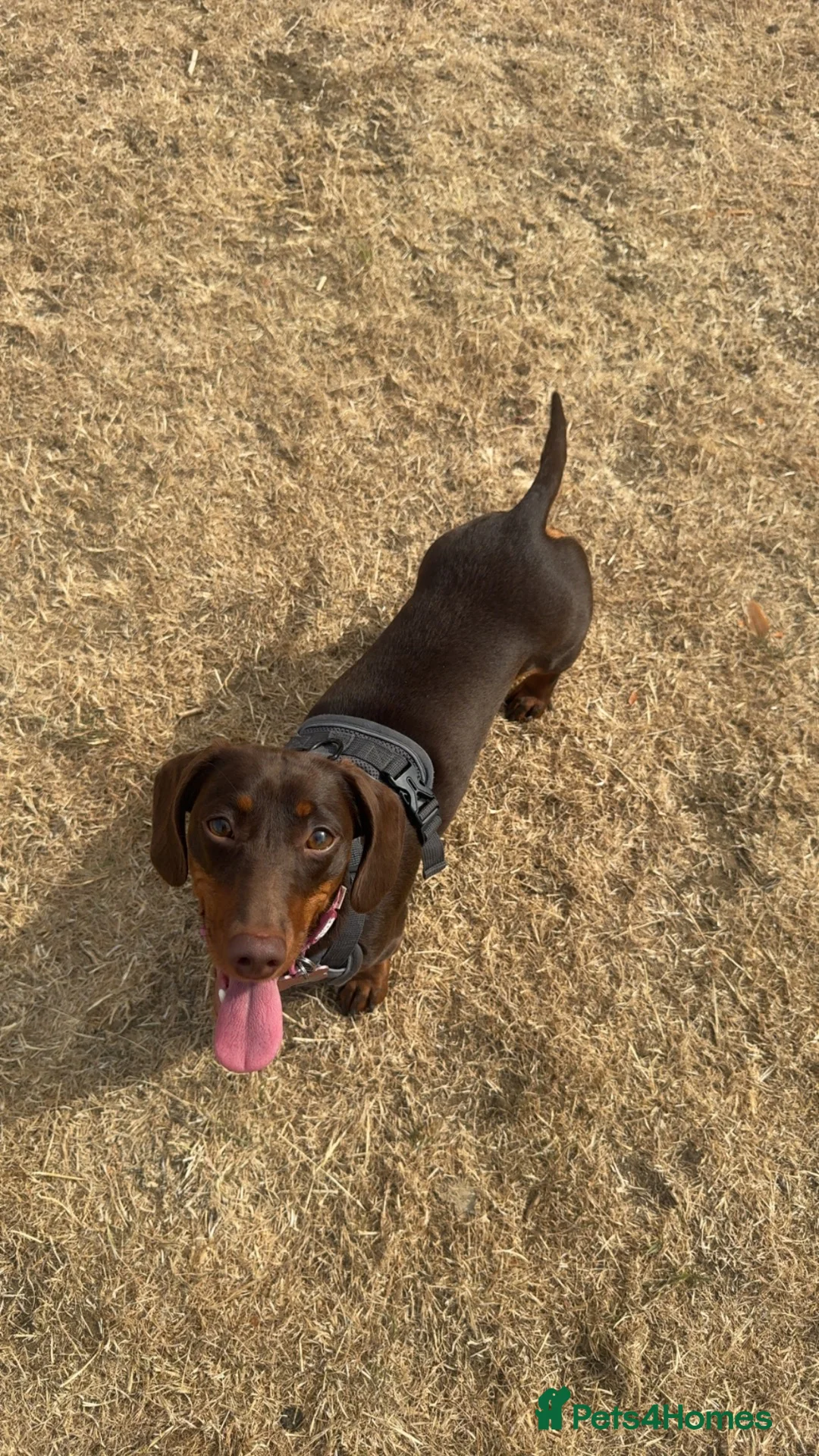 Dachshund dogs for sale: Female Dachshund for Sale - 1 Years old - Advert 2