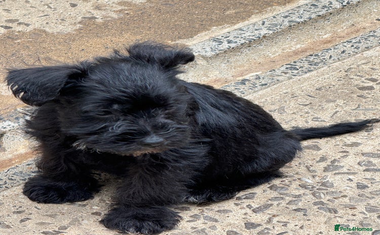 Miniature Schnauzer dogs - Advert 4