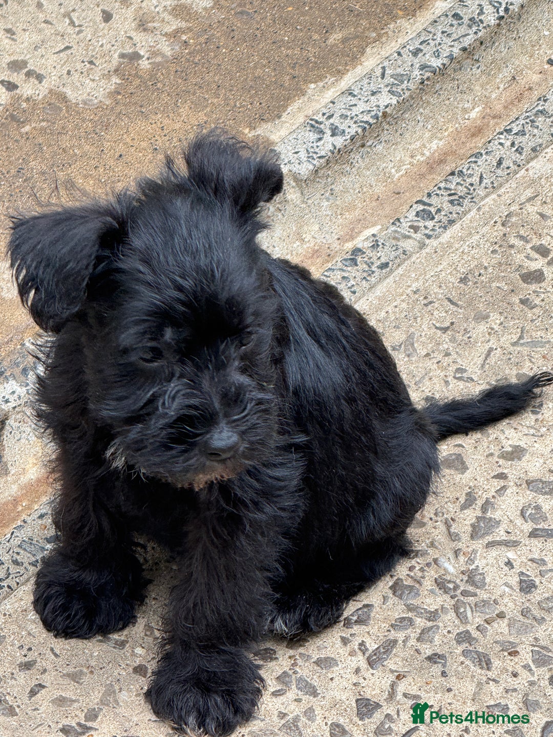Miniature Schnauzer dogs for sale: Stunning Mini schnauzers kc reg puppies - Image 6
