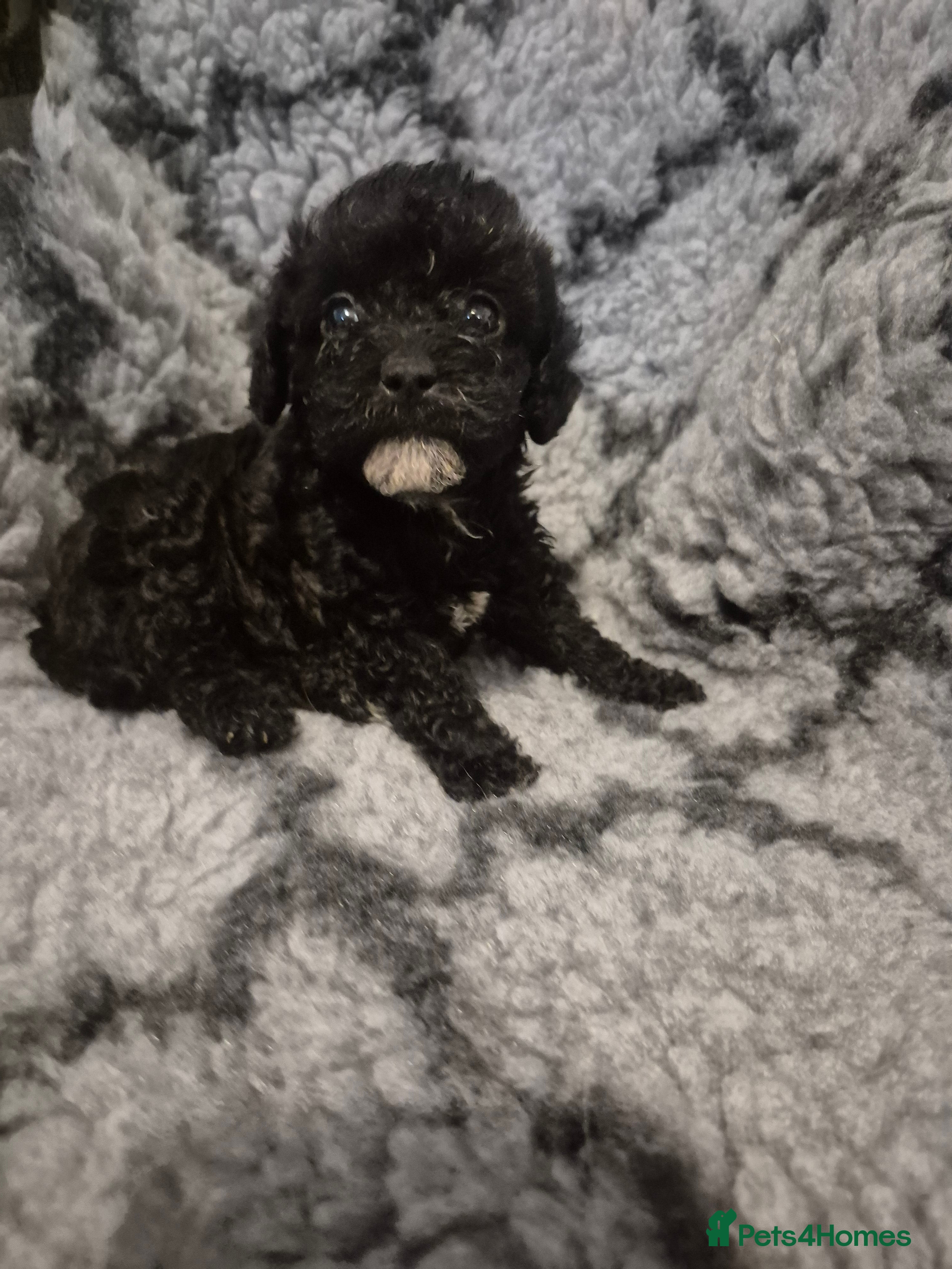 Mixed Breed dogs Asian cross toy poodle beautiful puppies - Advert 1