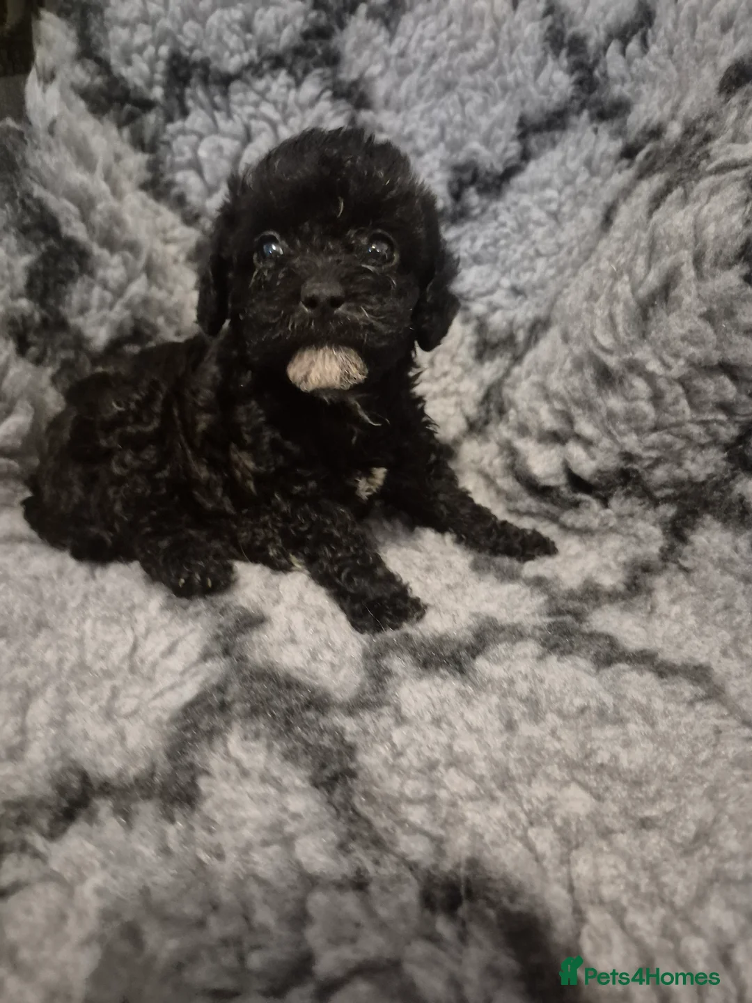 Mixed Breed dogs for sale: Asian cross toy poodle beautiful puppies - Advert 2