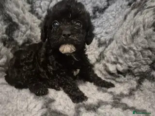 Mixed Breed dogs Asian cross toy poodle beautiful puppies - Advert 1