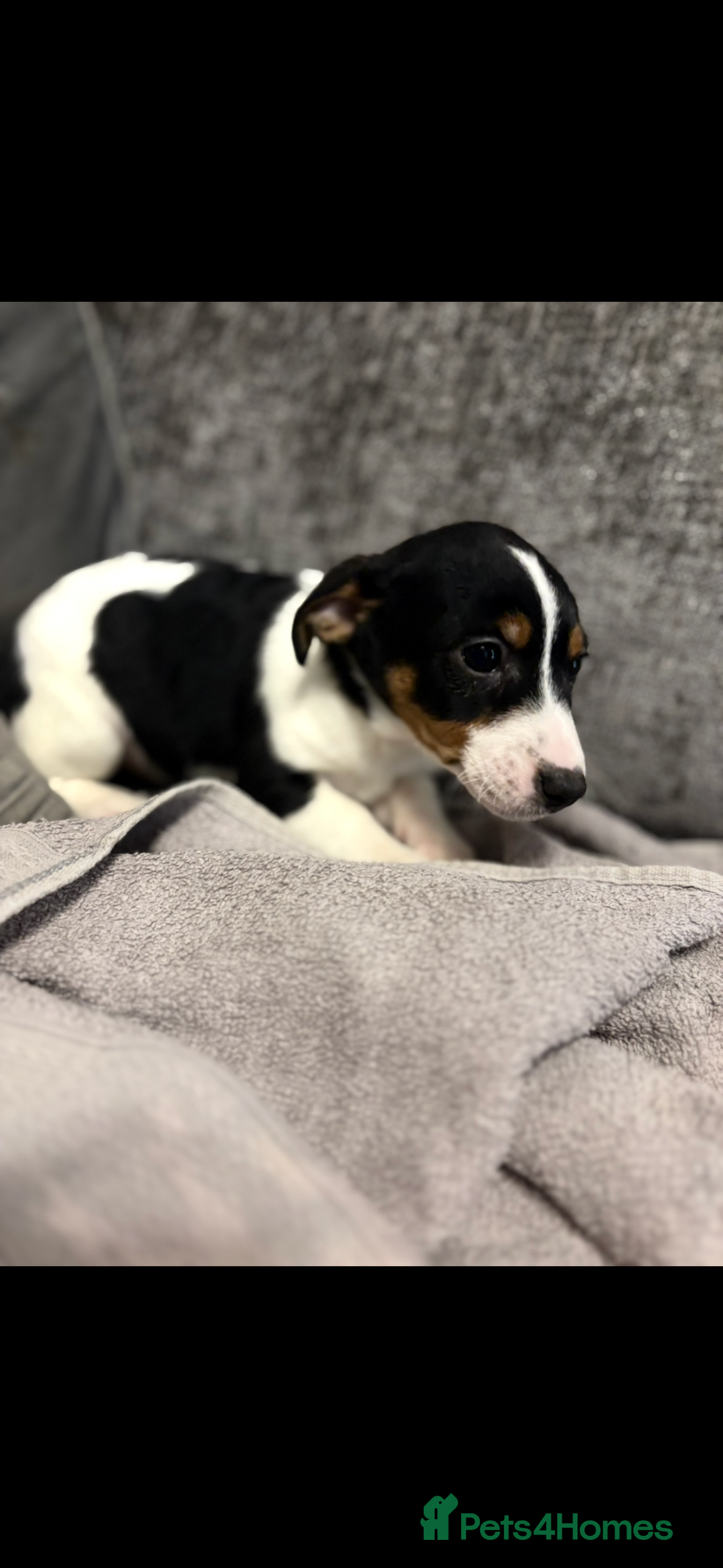 Jack Russell dogs for sale: Jack Russell puppies  - Advert 5