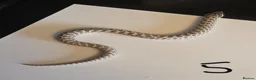 Snake reptiles for sale: Western Hognose Babies - Normal and Axanthics - Advert 7