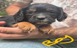 Mixed Breed dogs for sale: Cocker spaniel x cavalier king charles puppies - Image 5