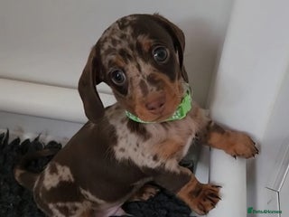 Miniature Dachshund dogs Dapple & Tan Mini Dachshund Puppies for Sale - Advert 2