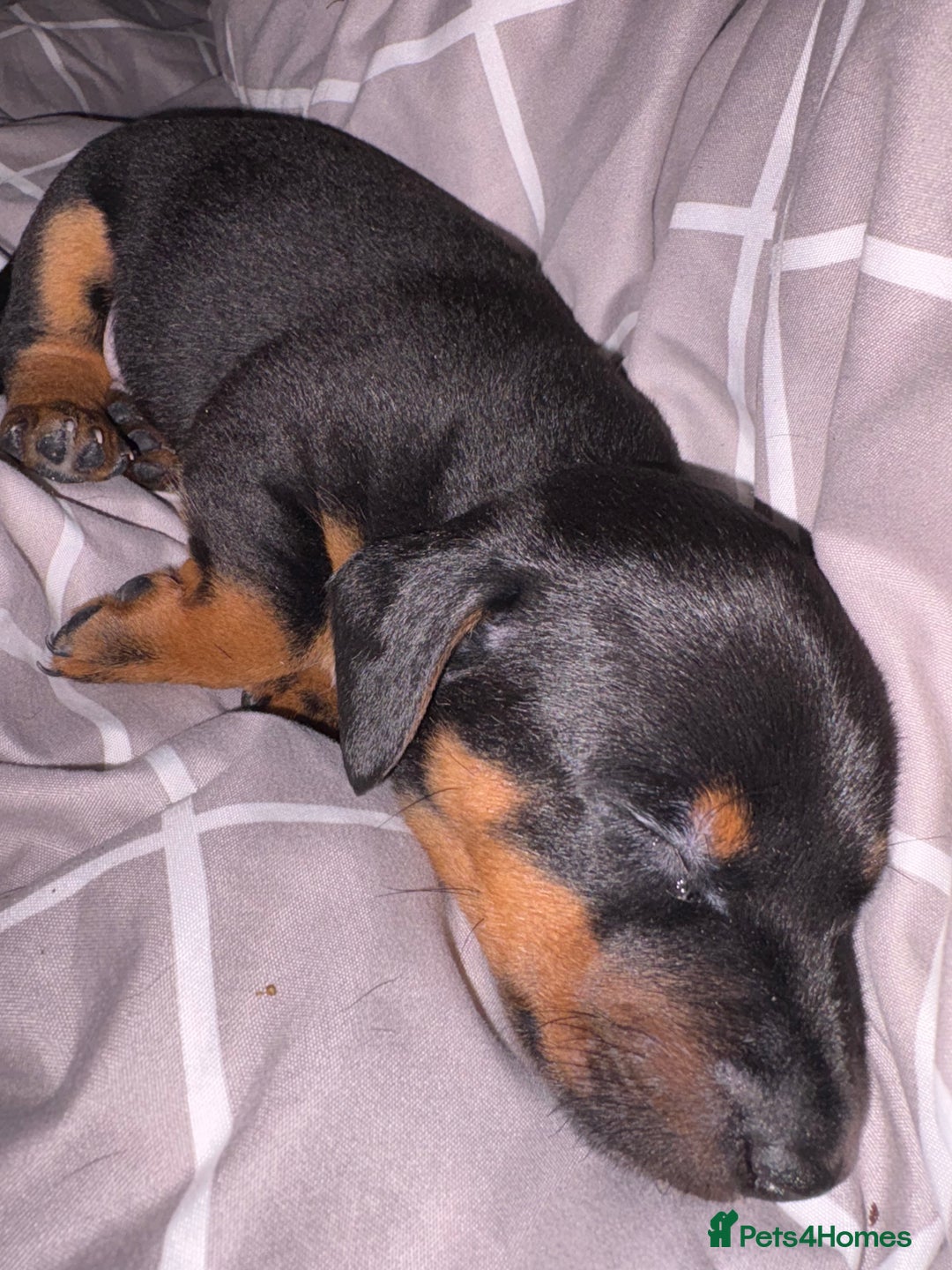 Jack Russell dogs for sale: Miniature jack Russell puppies - Image 10