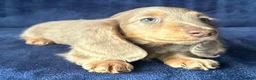 Miniature Dachshund dogs for sale: Isabella long haired boy available  - Advert 16