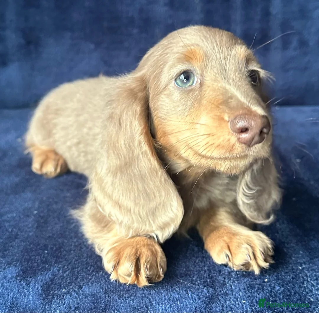 Miniature Dachshund dogs for sale: Isabella long haired boy available  - Advert 16