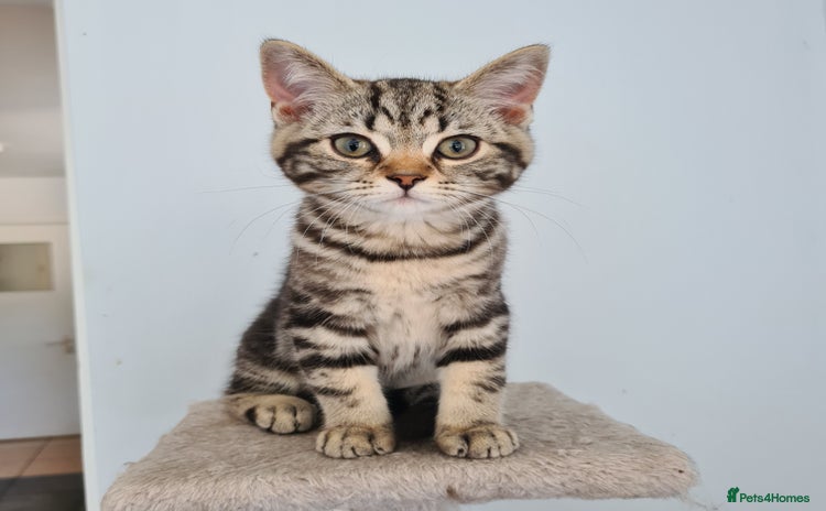 Scottish Fold cats in London - Advert 14