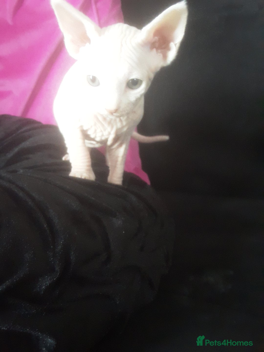 Sphynx cats for sale: Shuga Candi - Image 6