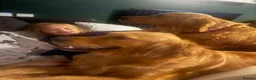 Golden Retriever dogs for sale: Fantastic golden retriever  - Advert 14