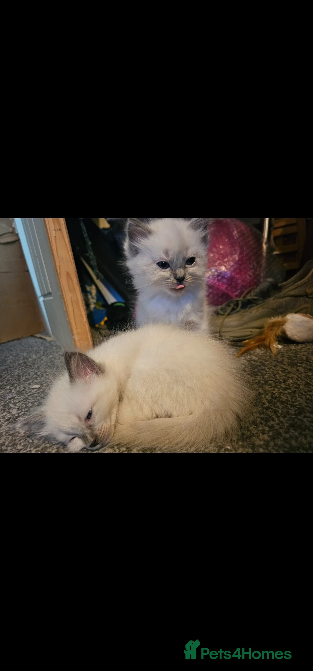 Ragdoll cats for sale: Blue point kittens for sale - Advert 10