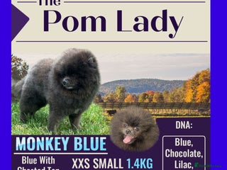 Pomeranian dogs in Scunthorpe - Advert 21