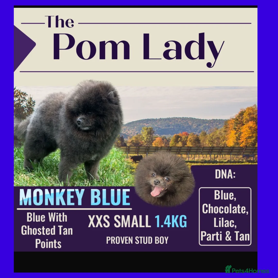 Pomeranian dogs for stud: 🧸🧸 **  PROVEN STUD BOY 🧸🧸 in Scunthorpe - Advert 1