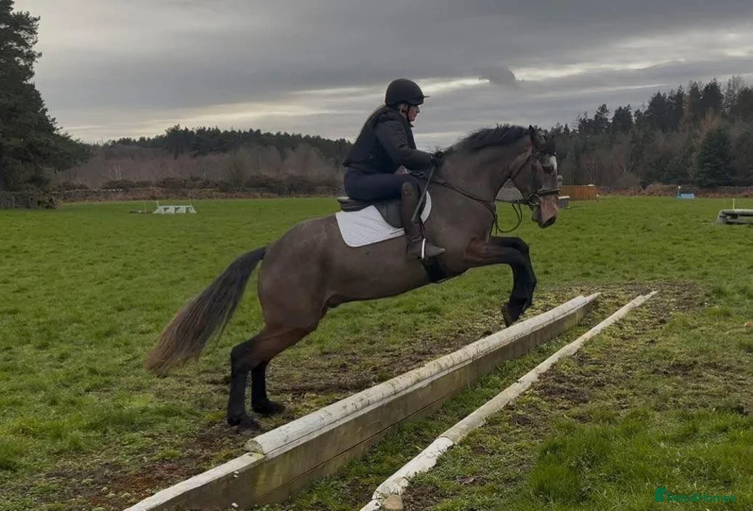 Connemara horses for sale: 15hh Connemara  - Advert 2