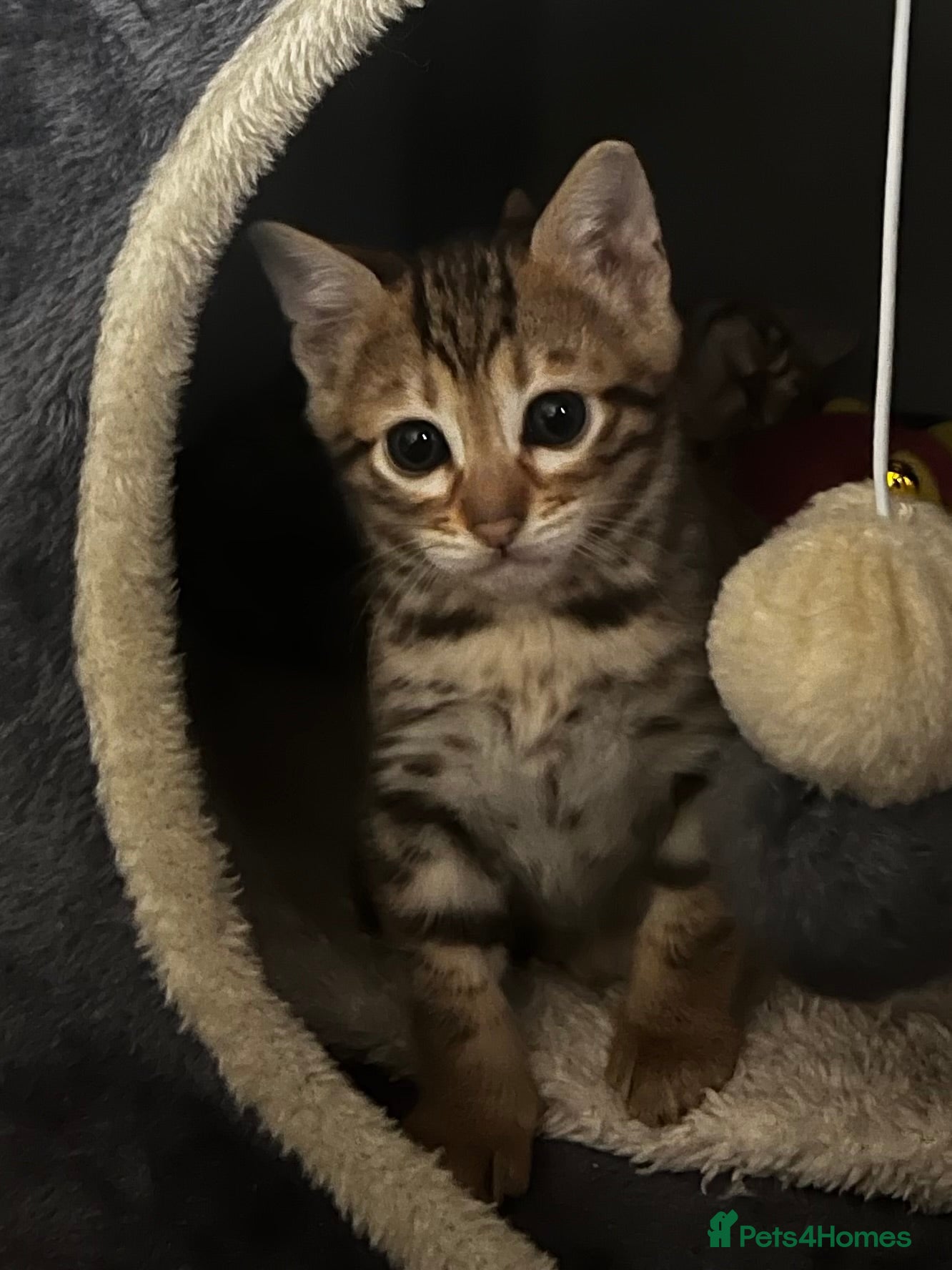 Bengal cats TICA registered bengal kittens  - Advert 7