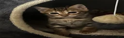 Bengal cats for sale: TICA registered bengal kittens  - Advert 12