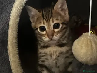 Bengal cats TICA registered bengal kittens - Advert 7