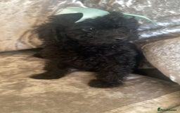 Toy Poodle dogs for sale: Toy poodle puppies - Image 13