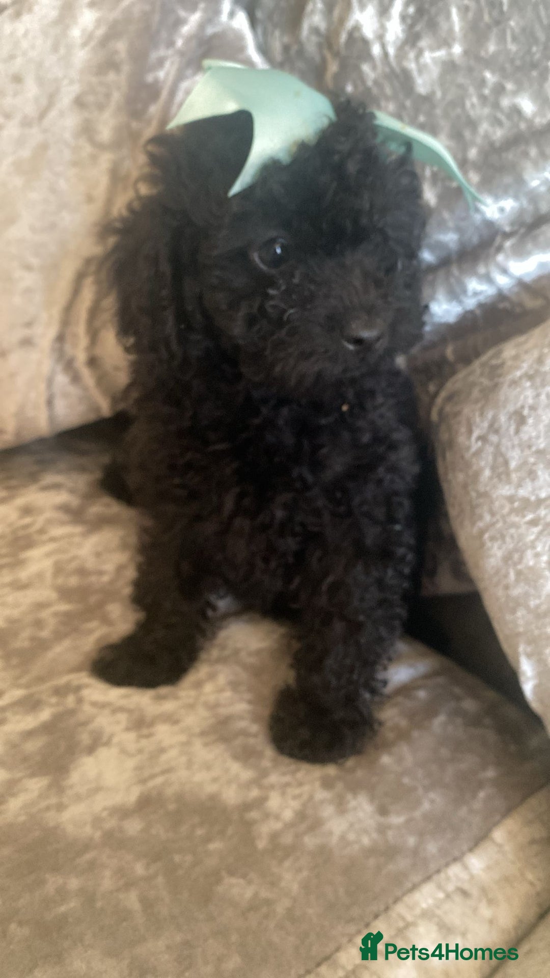 Toy Poodle dogs for sale: Toy poodle puppies - Image 13