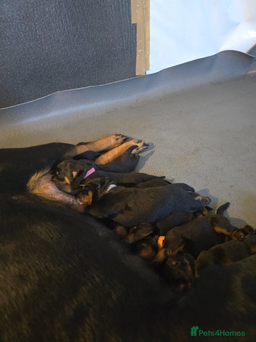 Rottweiler dogs for sale: Rottweiler puppies for sale cash only  - Advert 6