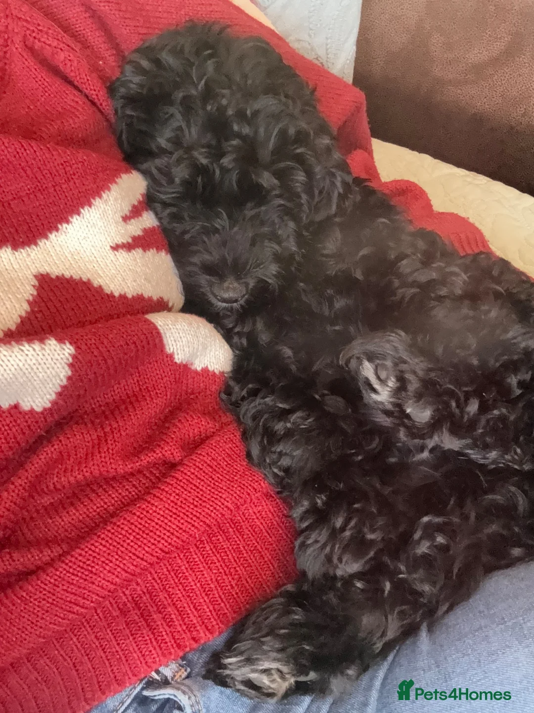 Cavapoo dogs for sale: Puppy rehoming - Advert 8