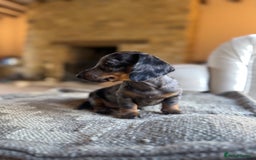 Miniature Dachshund dogs for sale: KC champ lines miniature smooth dachshund puppies - Image 8