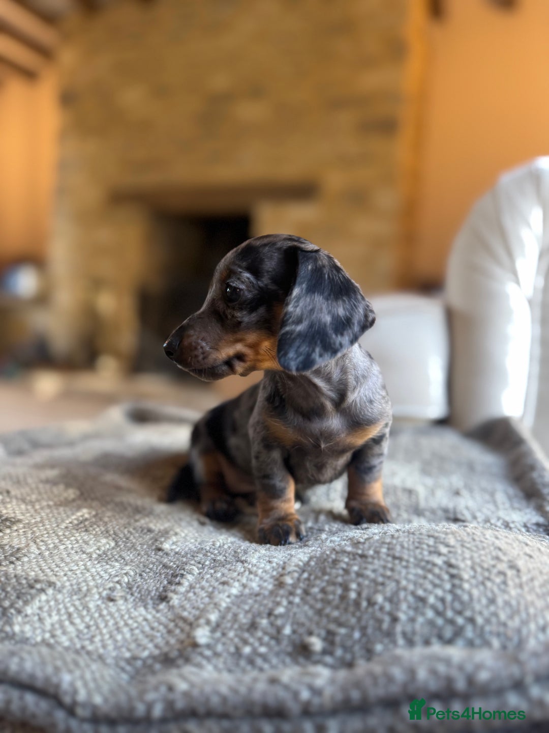 Miniature Dachshund dogs for sale: KC champ lines miniature smooth dachshund puppies - Image 8