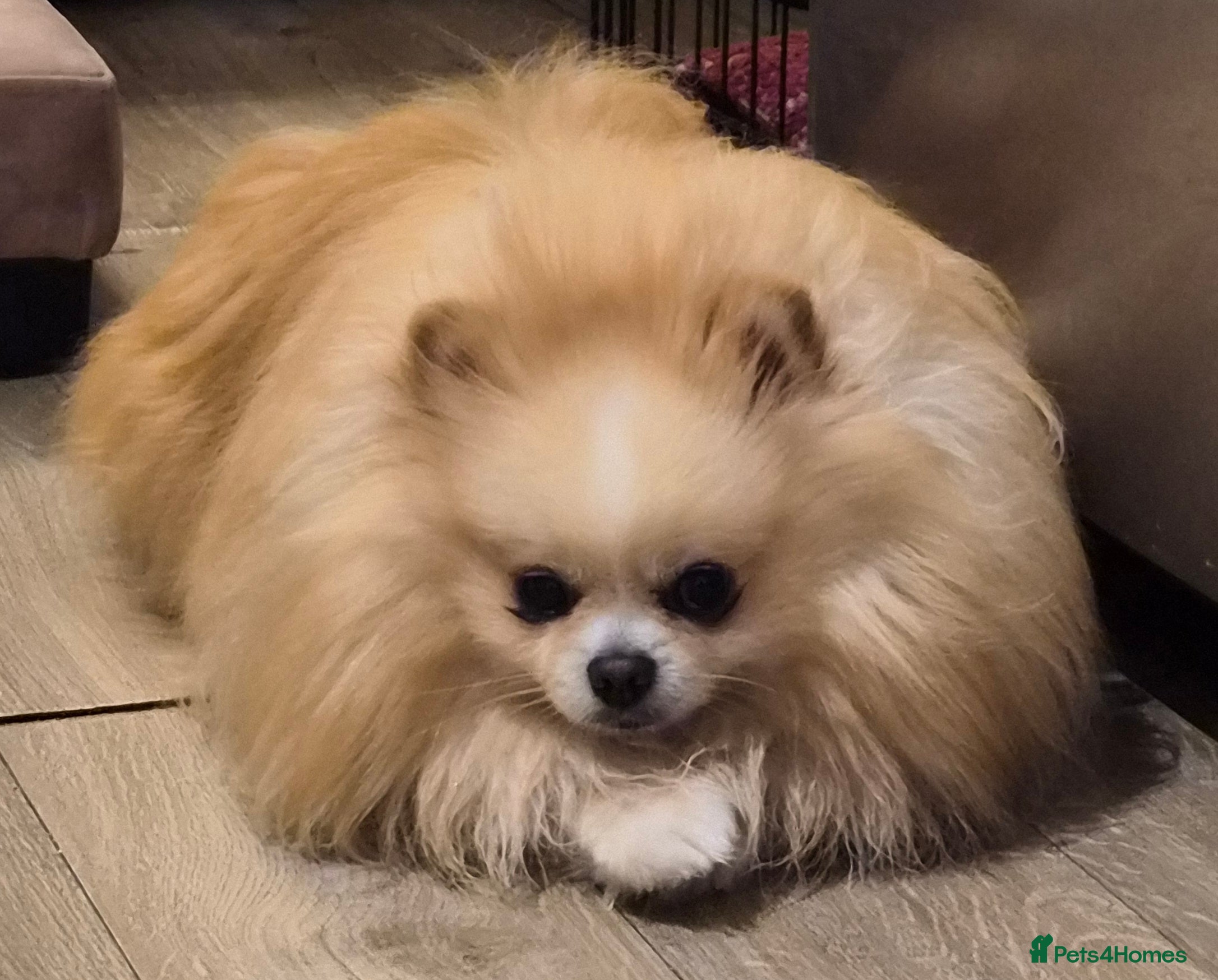 Pomeranian dogs HIGH QUALITY HALF KOREAN LINE  BOY FOR STUD - Advert 6