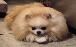 Pomeranian dogs for stud: HIGH QUALITY HALF KOREAN LINE  BOY FOR STUD in Leeds - Advert 1