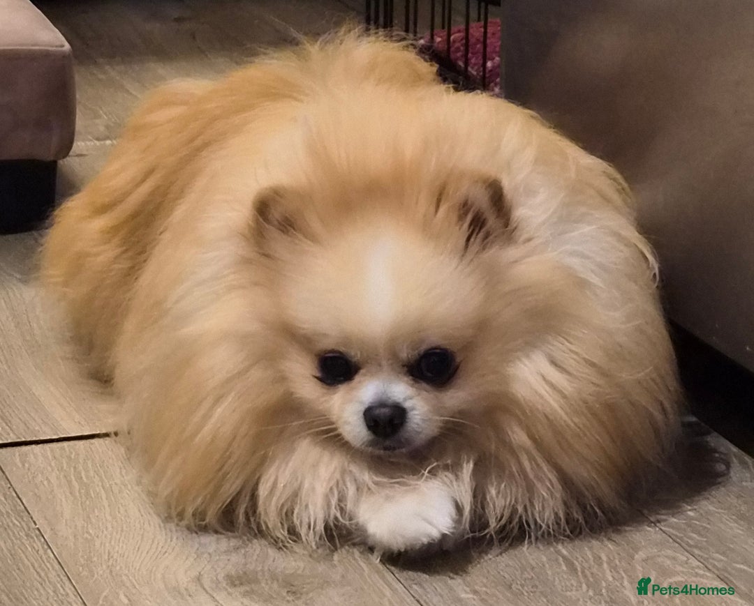Pomeranian dogs for stud: HIGH QUALITY HALF KOREAN LINE  BOY FOR STUD in Leeds - Advert 1