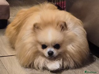 Pomeranian dogs in Leeds - Advert 1