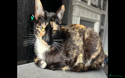 Mixed Breed cats for sale: 3 beautiful kittens available now! - Image 9