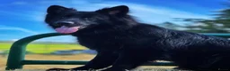 German Shepherd dogs for stud: Black German shepherd stud dog - Advert 6