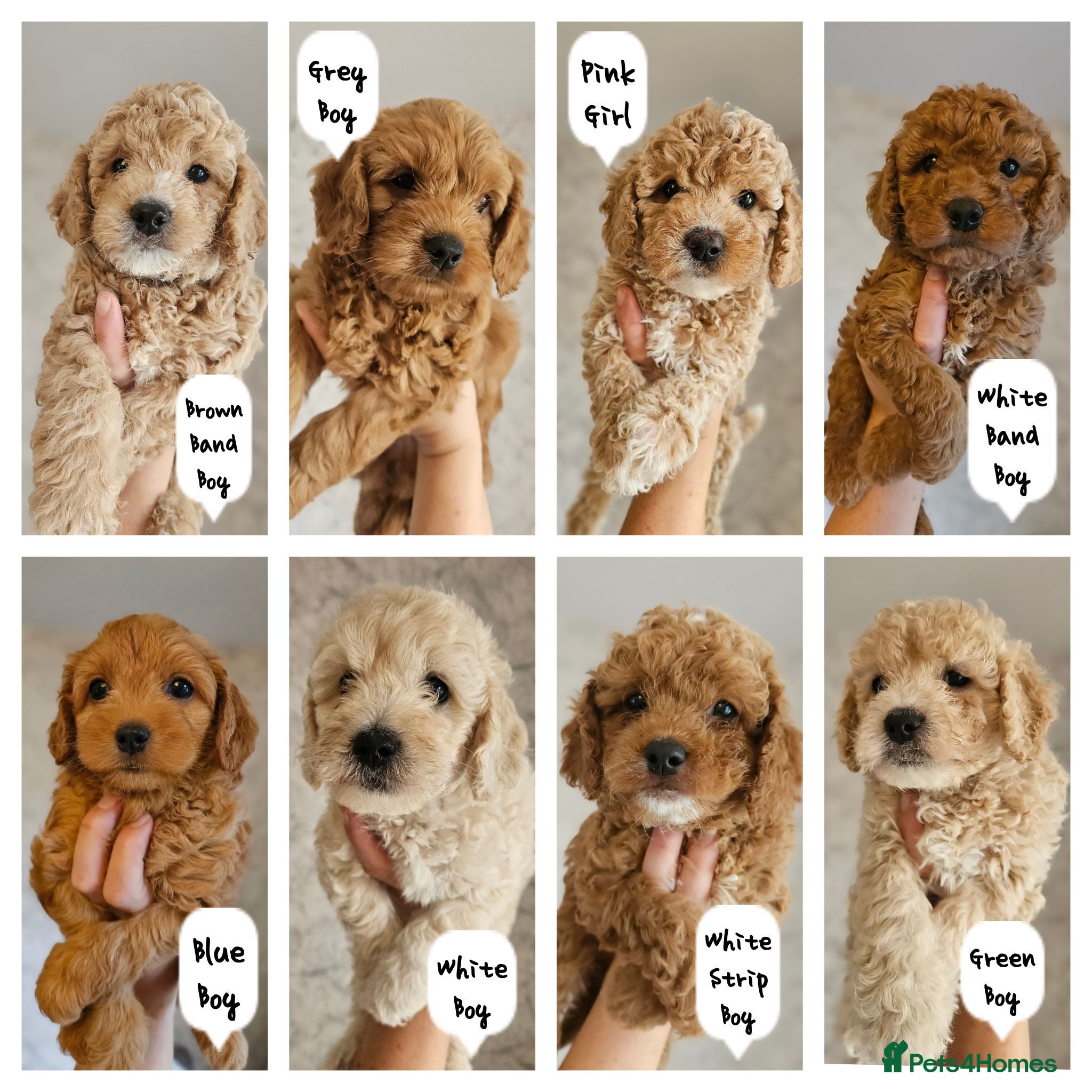 Mini Goldendoodle dogs Toy Goldendoodles 🐾 READY TO LEAVE IN A WEEK ✨️ - Advert 1