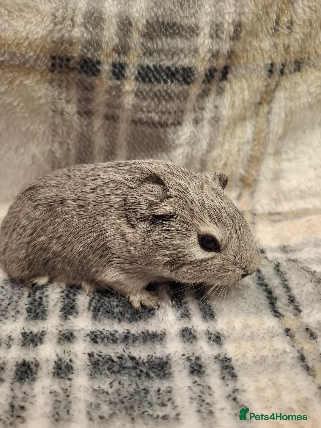 Guinea Pig rodents for sale: Gorgeous Silver Agouti Baby Boar - Advert 3