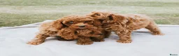 Cavapoo dogs for sale: F1 Miniature Cavapoo Puppies For Sale  in Sittingbourne - Advert 19
