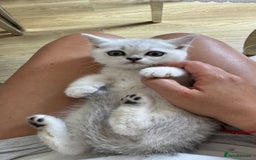 Scottish Fold cats for sale: 4 Scottish Straight Boys  - Image 22