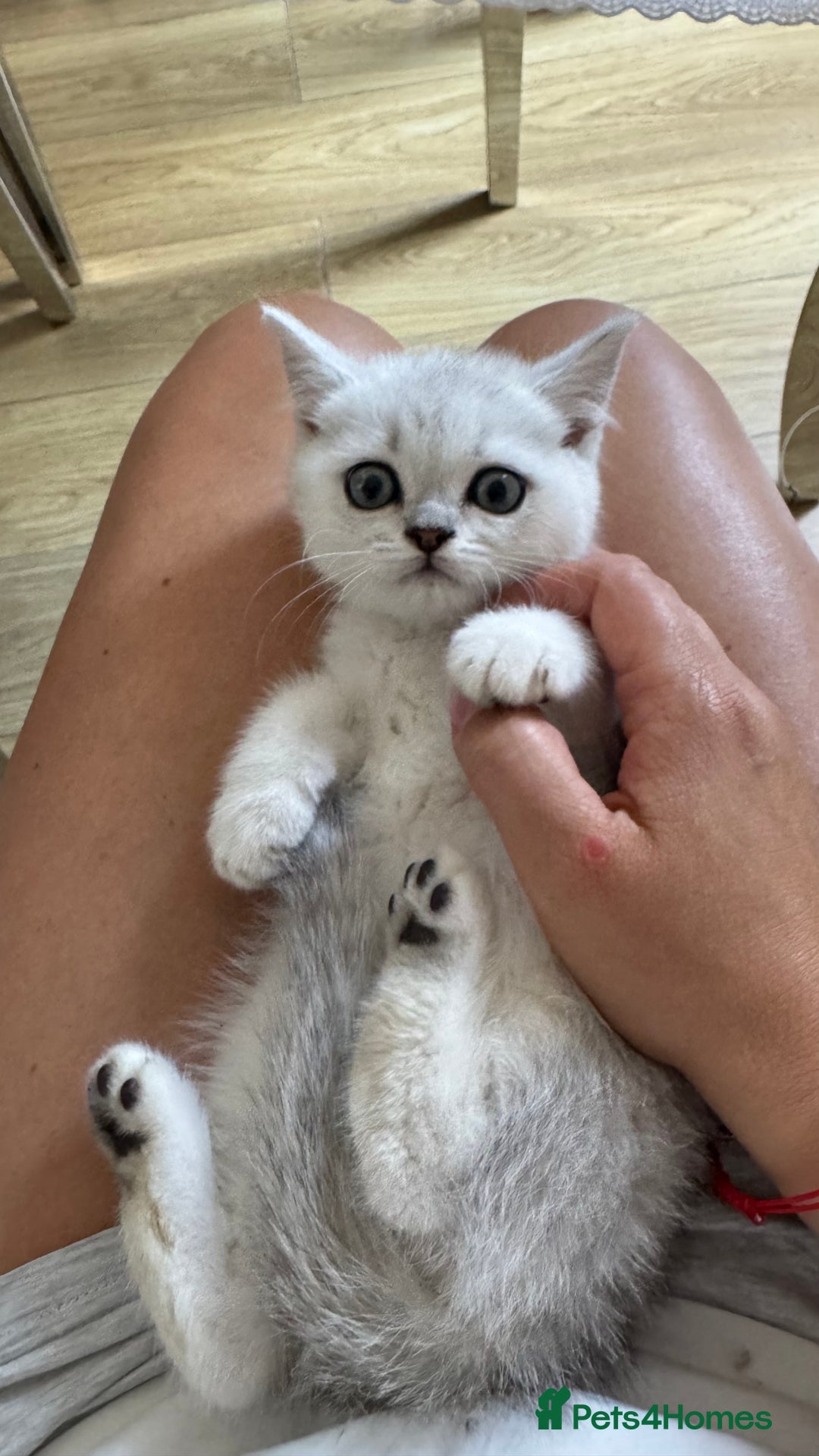 Scottish Fold cats for sale: 4 Scottish Straight Boys  - Image 22
