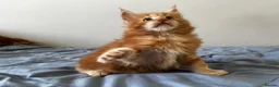 Maine Coon cats for sale: 👑 Gorgeous Tica Registered Red Maine Coon kittens - Advert 3