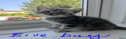 British Shorthair cats for sale: British Shorthair silver Tabby  KITTENS - Advert 8