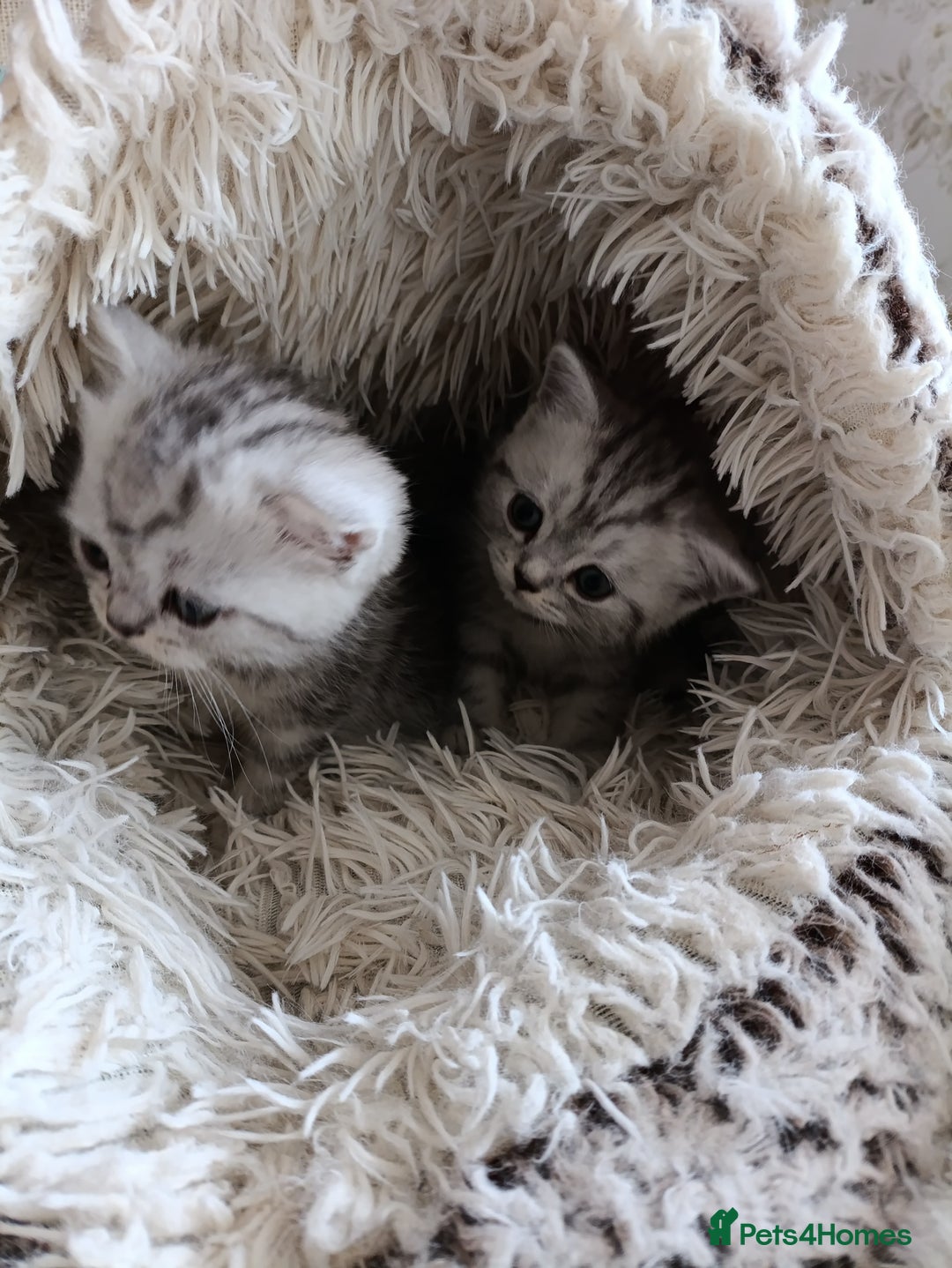 British Shorthair cats for sale: British Shorthair kittens - Image 17