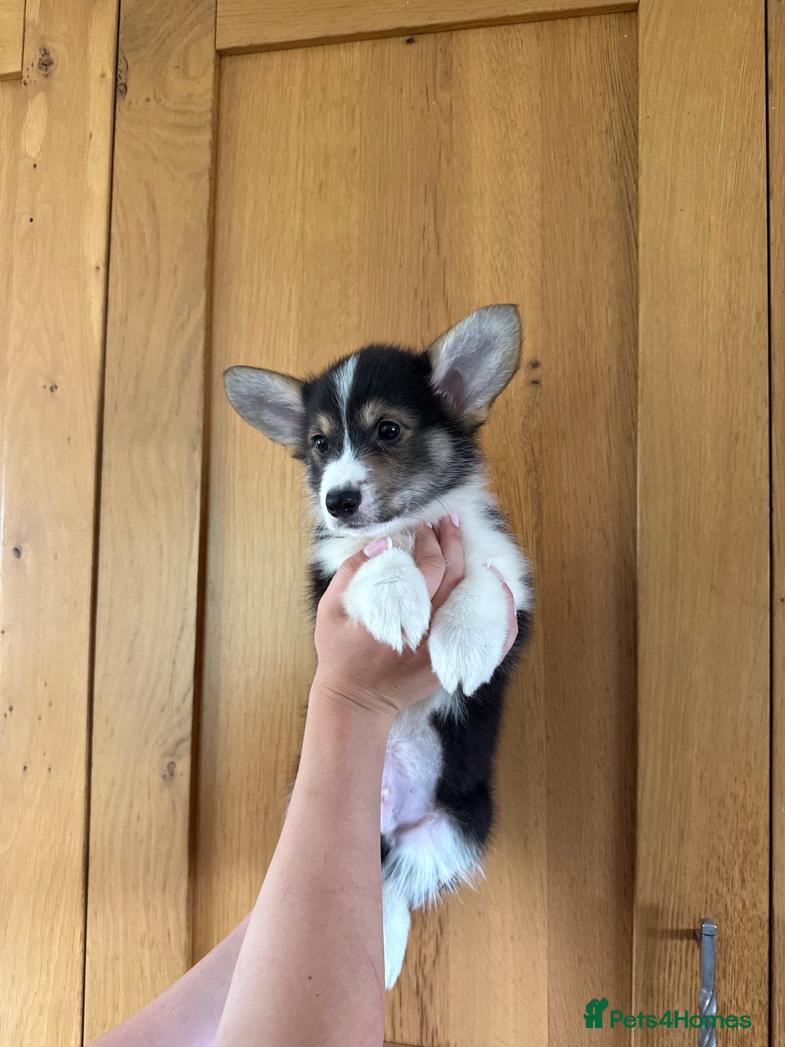 Welsh Corgi Pembroke dogs ✨KC Registered Welsh Pembrokeshire Corgi Puppies✨ - Advert 2