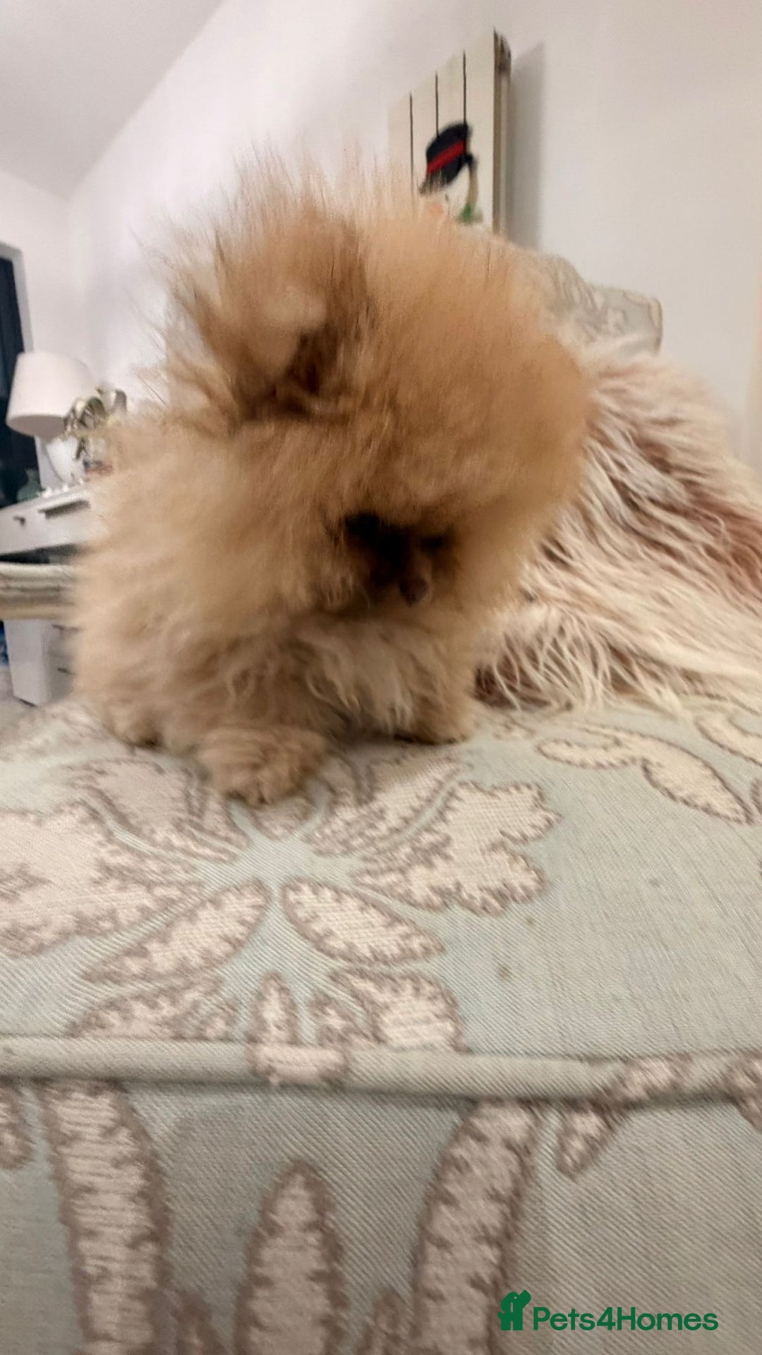 Pomeranian dogs for sale: Stunning littler of KC Pom puppies - Advert 11