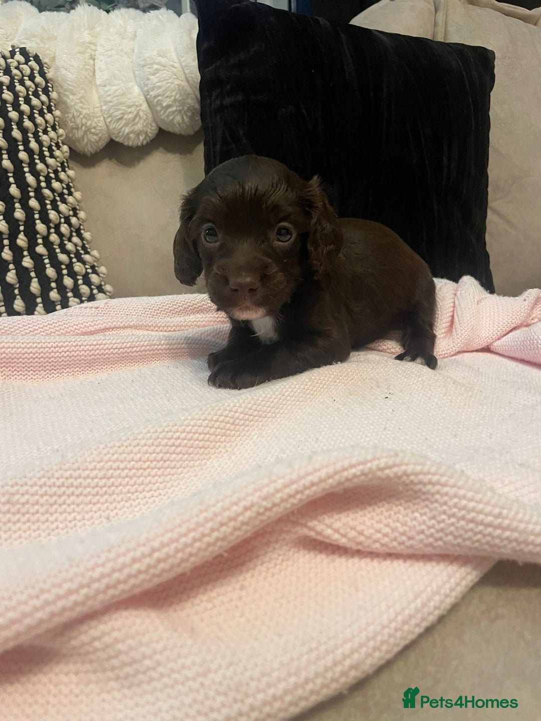 Cockapoo dogs for sale: 4 Stunning and Healthy cockapoos *2 girls 2boys* - Image 20