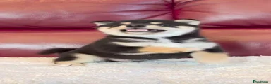Japanese Shiba Inu 3