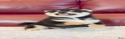Japanese Shiba Inu dogs for sale: Five Little Fox-Faced Charms Shiba Inu Puppies - Advert 6