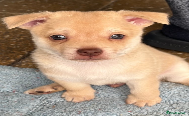 Pomchi dogs - Advert 2